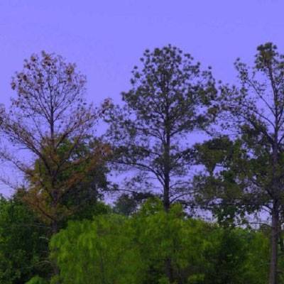 球探手机app下载